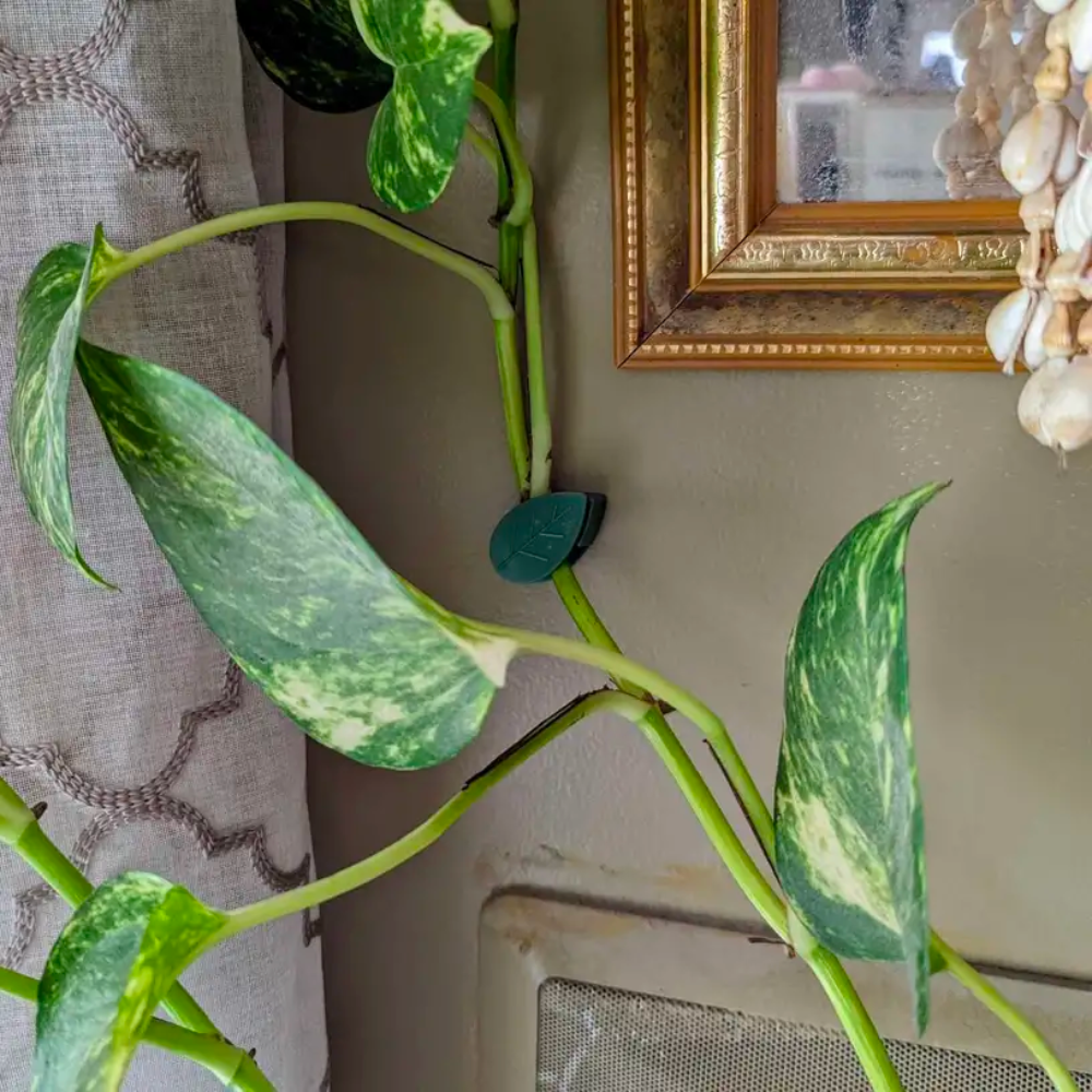Plantenklemmen voor Klimplanten