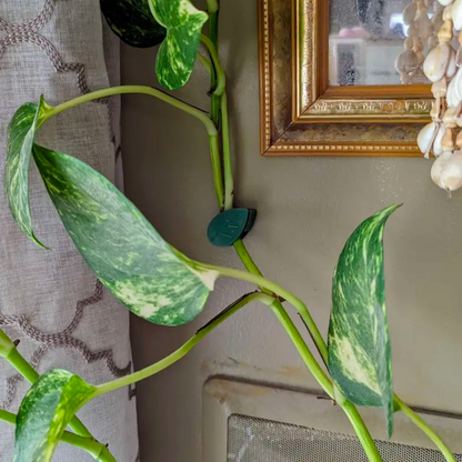 Plantenklemmen voor Klimplanten
