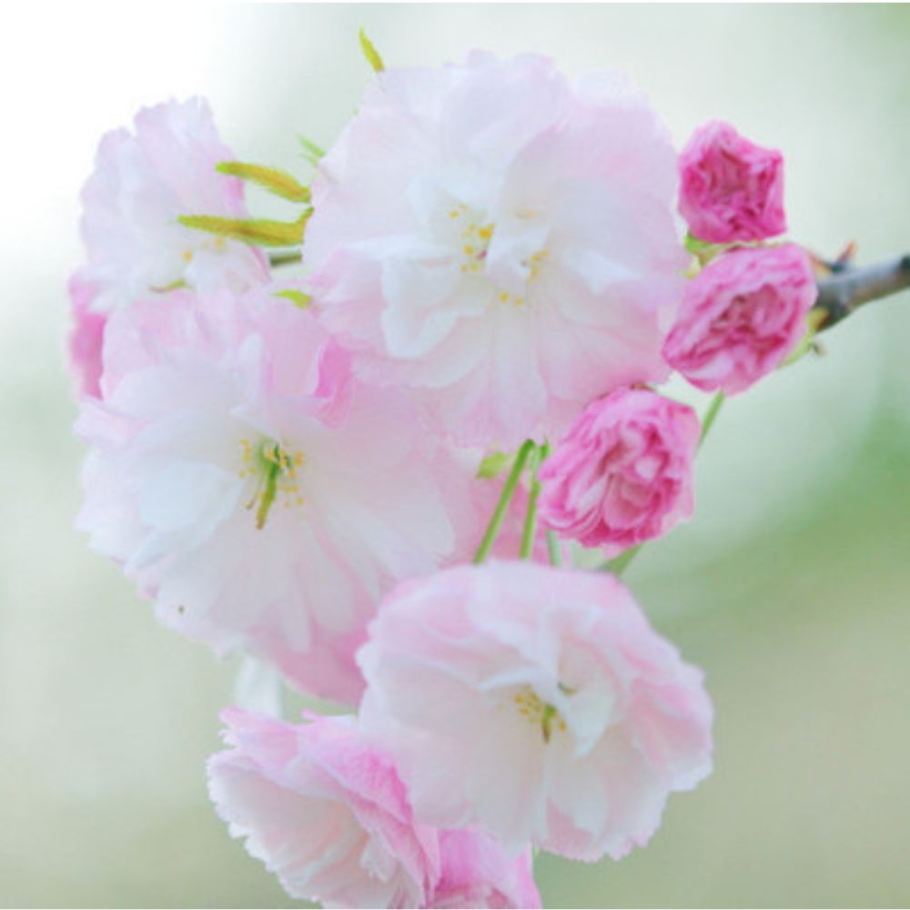 Roze kersenbloesemzaden
