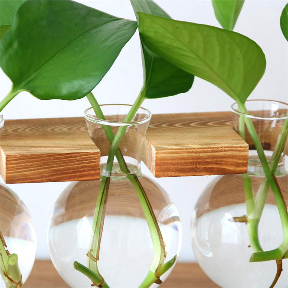 Hydroponische glazen plantenbak