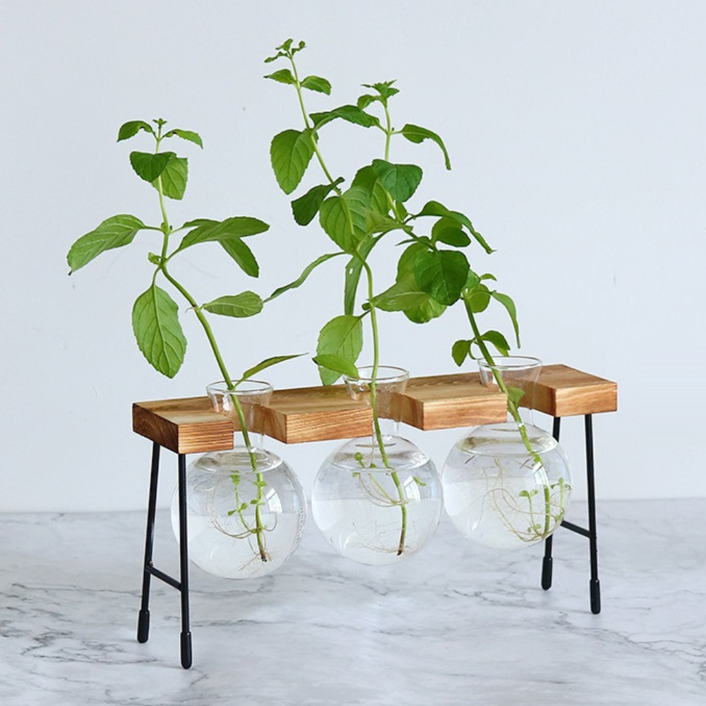 Hydroponische glazen plantenbak