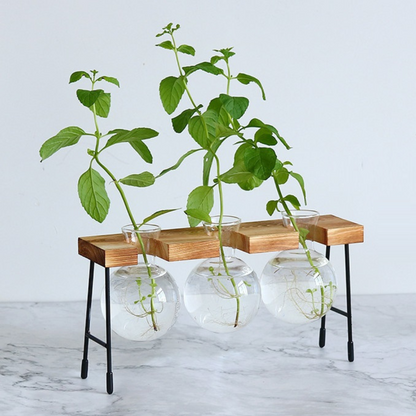 Hydroponische glazen plantenbak