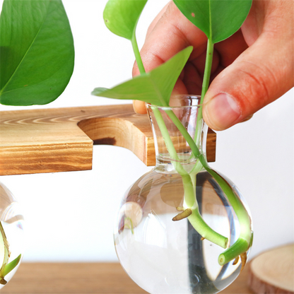 Hydroponische glazen plantenbak