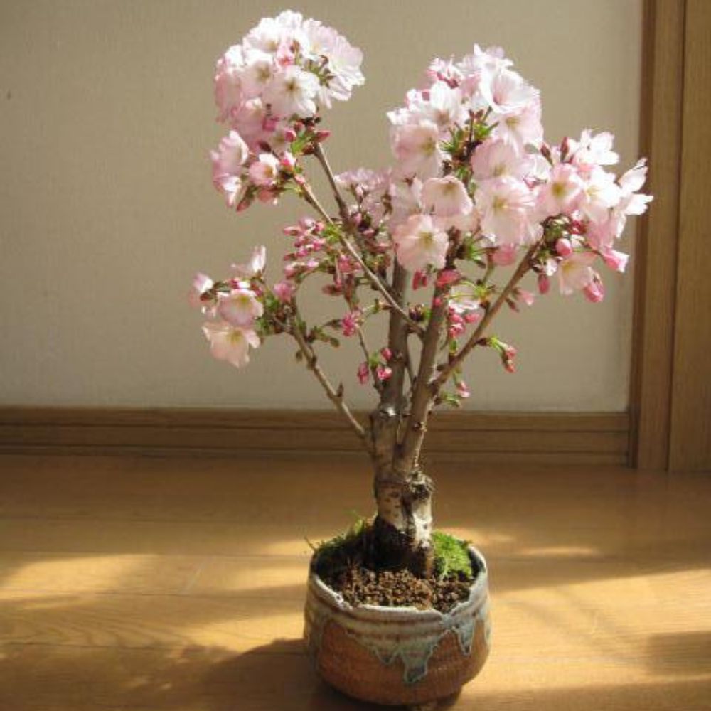 Roze kersenbloesemzaden