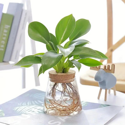 Glazen Vaas Planter
