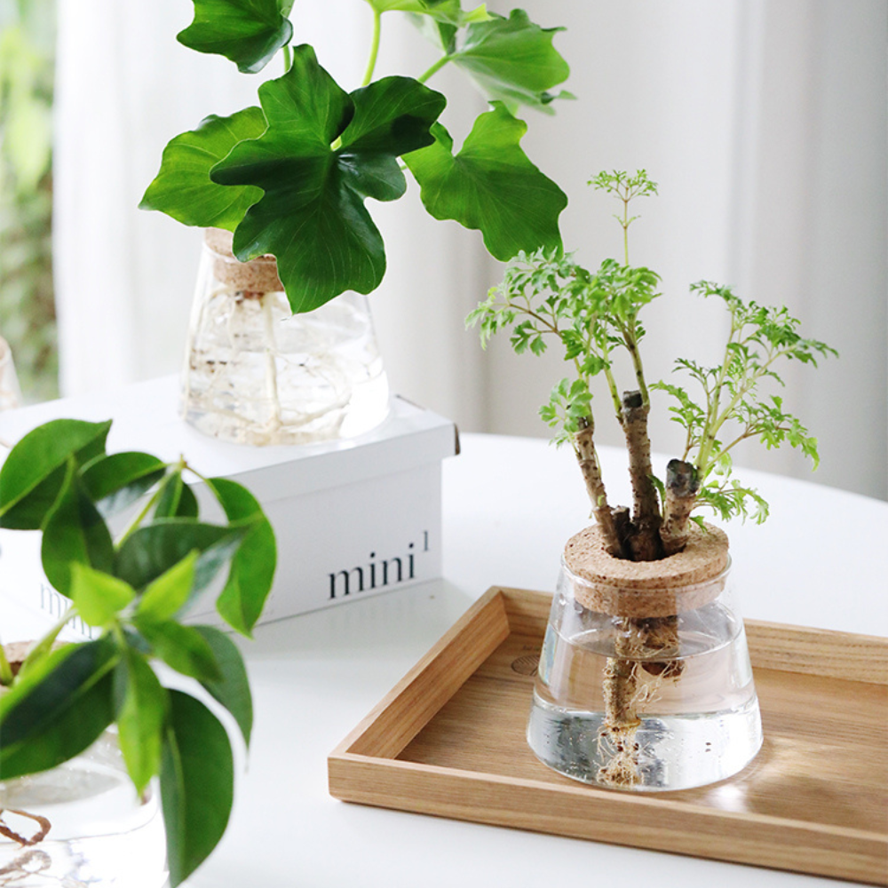 Glazen Vaas Planter