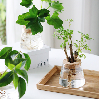 Glazen Vaas Planter